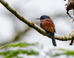 Blue-Moustached Bee-Eater photo 3
