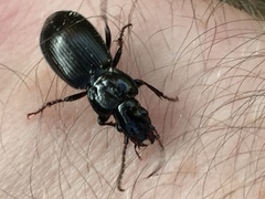 Pterostichus melanarius