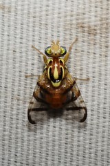 Zonosemata vittigera