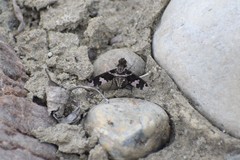 Exoprosopa dorcadion