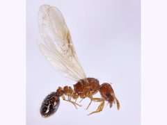 Tetramorium simillimum