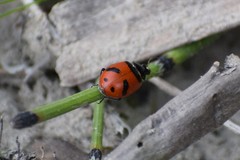 Hippodamia quinquesignata
