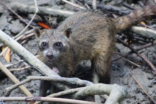 Crab-eating Raccoon
