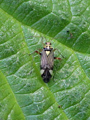 Rhabdomiris striatellus