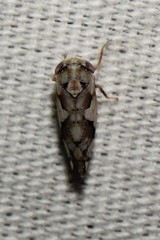 Norvellina mildredae