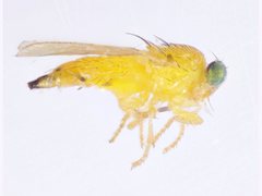 Fergusoninidae