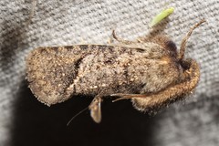 Acrolophus filicicornis