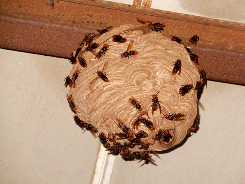 Yellow-legged Hornet, photo 3 of 8