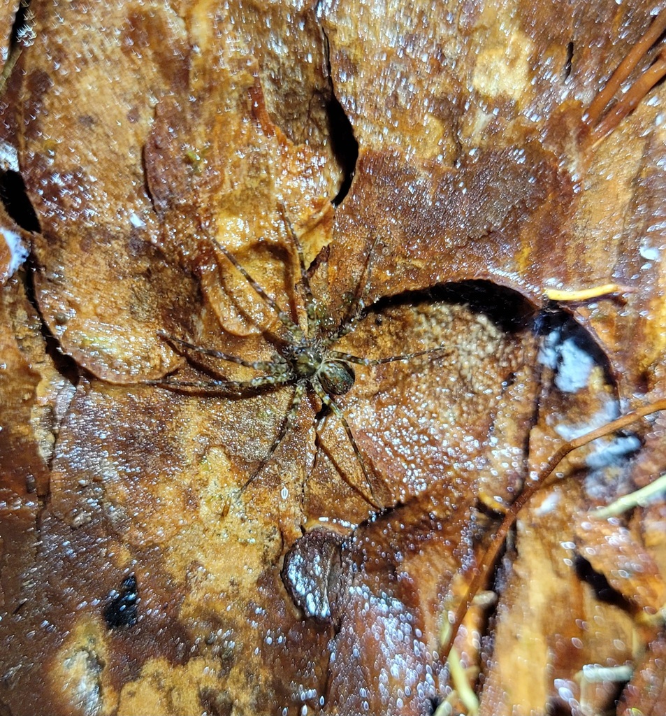 Caloctenus
