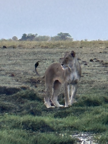 Southern Lion