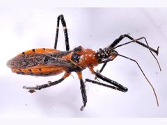 Trachylestes aspericollis