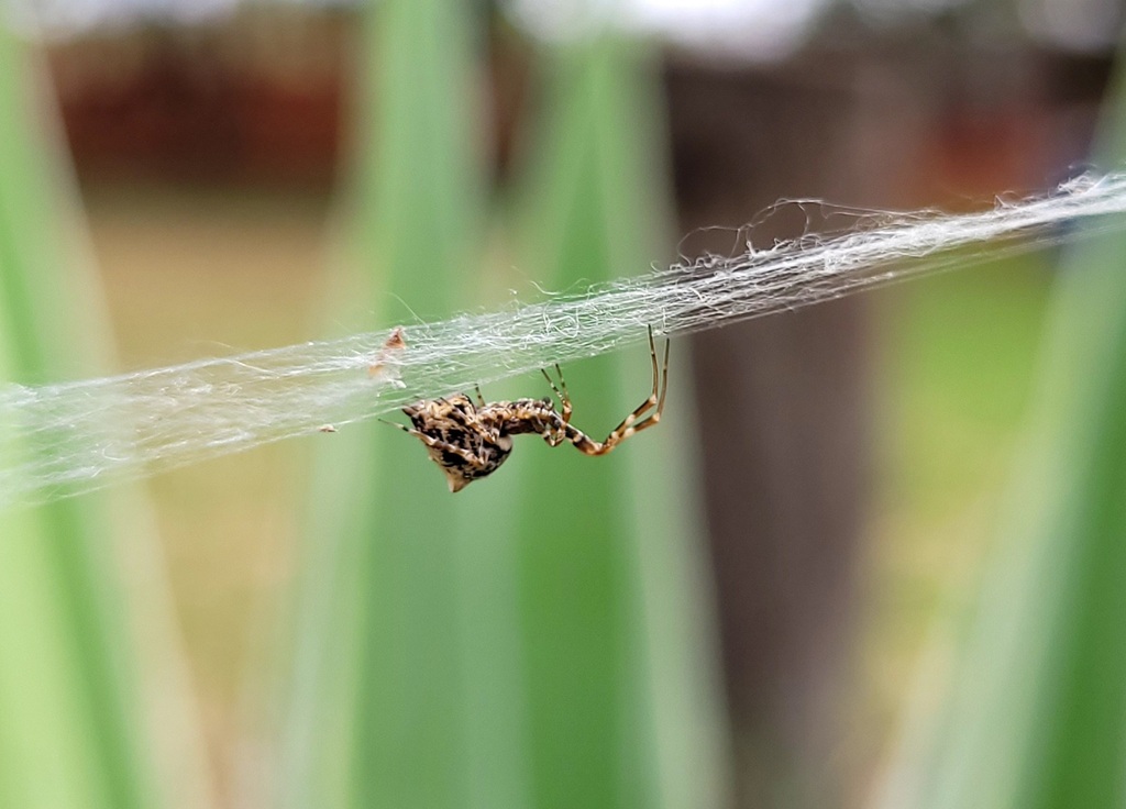 Uloborinae