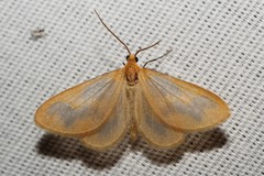 Eubaphe helveta