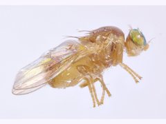 Chyromyidae