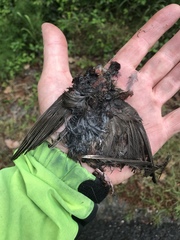 Haemorhous purpureus