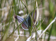 Cupido amyntula