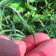 Muhlenbergia frondosa