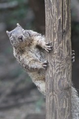 Otospermophilus variegatus