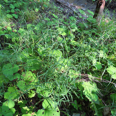 Muhlenbergia frondosa