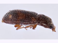 Zopheridae