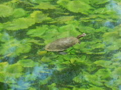 Trachemys venusta cataspila