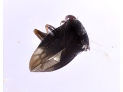 Schizopteridae