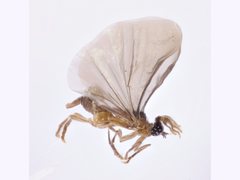 Strepsiptera