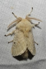 Megalopyge immaculata