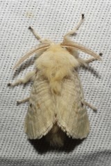 Megalopyge immaculata