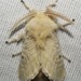 Megalopyge immaculata - Photo (c) frannysopranny, algunos derechos reservados (CC BY-NC), subido por frannysopranny