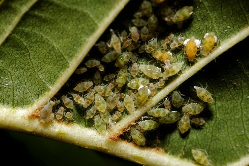 Pterocallis maculata