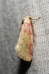 Aleptinoides ochrea