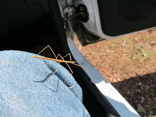 Portuguese Stick Insect photo 2