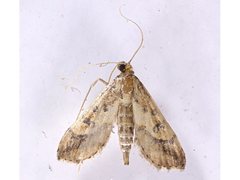 Hydriris chalybitis