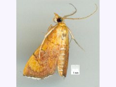 Hyalobathra aequalis