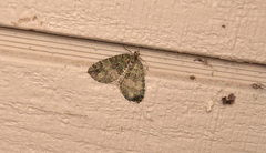 Hydriomena furcata