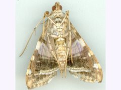 Glyphodes stolalis