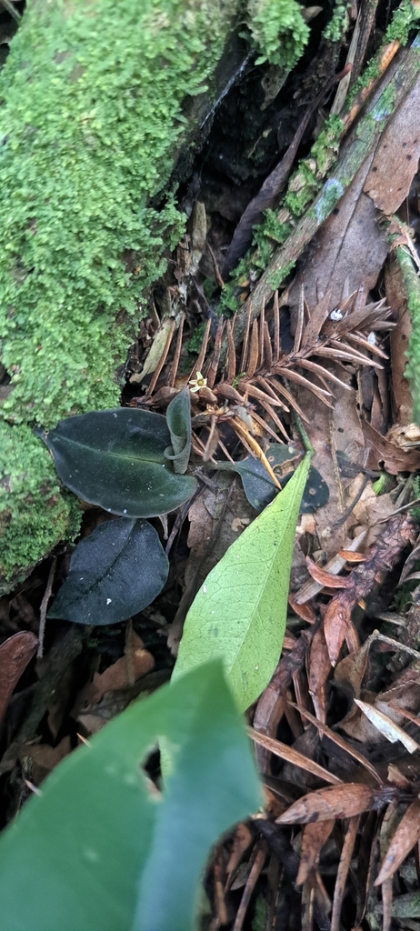 Cyclopogon variegatus