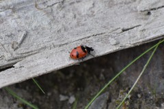 Hippodamia quinquesignata