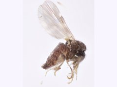 Culicoides