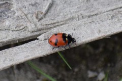 Hippodamia quinquesignata