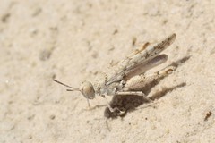 Cibolacris samalayucae