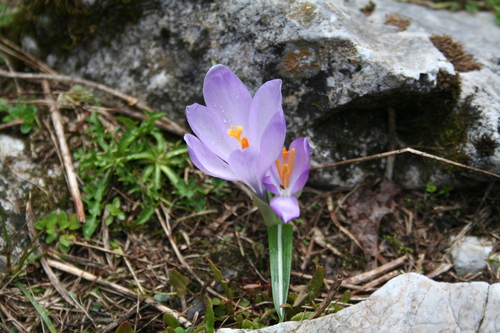 Crocus bertiscensis (Crocus bertiscensis)