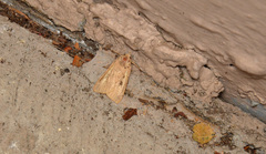 Agrotis vetusta