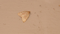 Thallophaga hyperborea