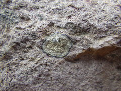 Aspicilia knudsenii