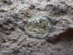 Aspicilia knudsenii