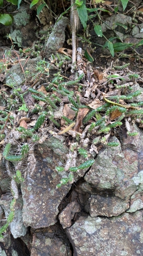 Image of Opuntia repens by (c) Thibaud Aronson, some rights reserved (CC BY-SA)