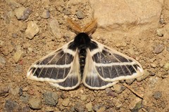 Agapema homogena