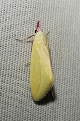 Phytometra obliqualis